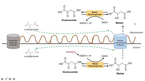 Malate-Aspartate Shuttle - YouTube