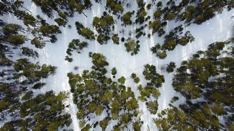 Aerial Image From Top Of Snowy Forest Stock Footage SBV-317491427 ...