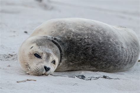 Robbe Grey Seal Helgoland · Free photo on Pixabay