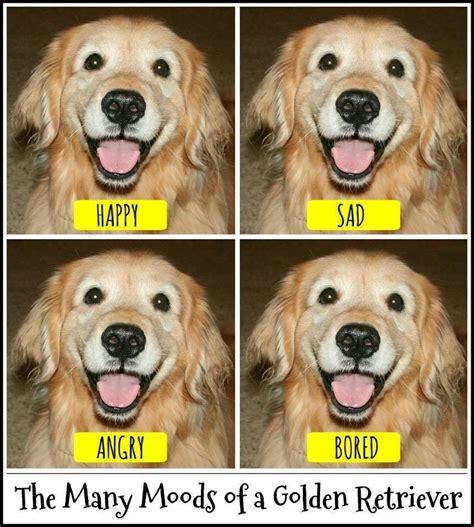 Dogs Golden Retriever, Golden Retrievers, Awwwwwwwww, Old Dogs, Dawgs, Family Dogs, Animal ...