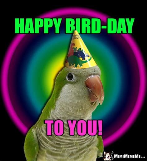 Parrot Wearing Party Hat: Happy Bird-Day to You! | Happy bird day ...