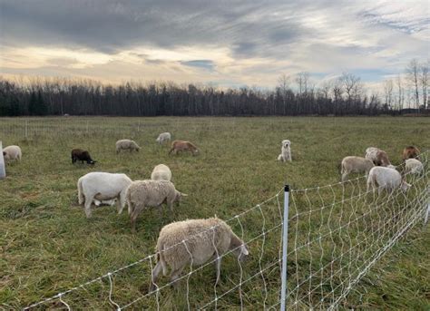 Katahdin Hair sheep Breeding Stock For Sale – Eden Green Farm