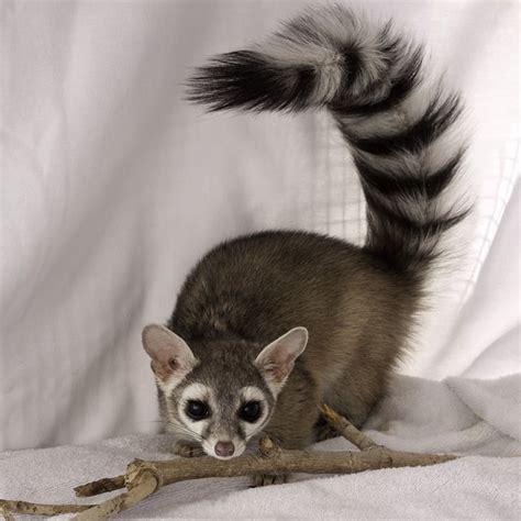 17 best Ringtail - AZ State Symbol images on Pinterest | Animal kingdom ...