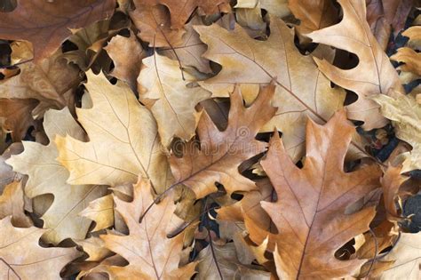 Brown leaves background stock image. Image of maple, outdoors - 3364453