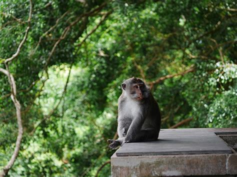 Sacred Monkey Business In Ubud Monkey Forest Sanctuary