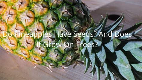 Do Pineapples Have Seeds? And Does It Grow On Trees? - Foodsalternative