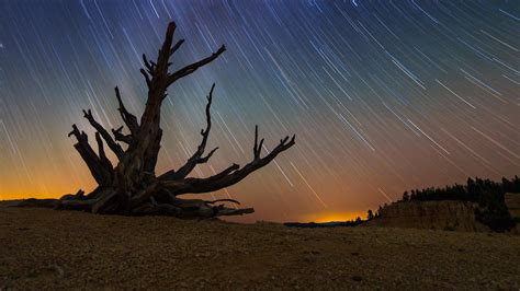 Star trails and a bristlecone pine at Bryce Canyon National Park, Utah ...