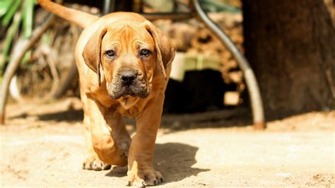 Boerboel Growth & Weight Chart: Size Guide For Puppies | Pawlicy Advisor