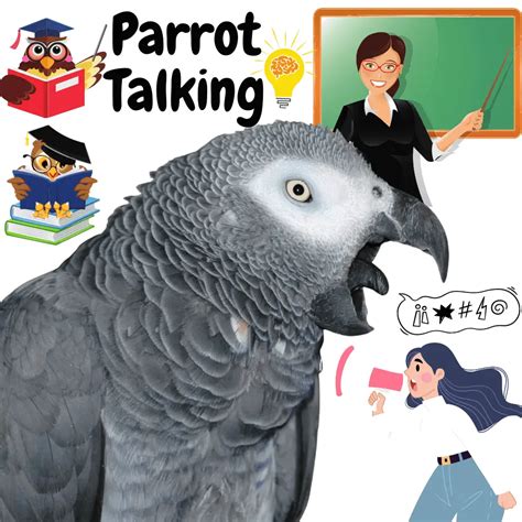 Talking with parrot - Talking Parrot: 6 Tips for Learning to speak