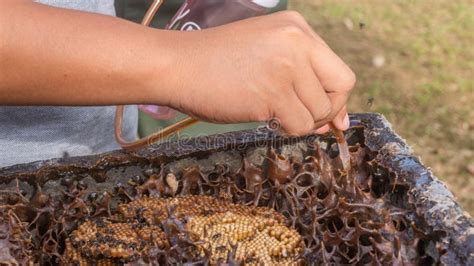 The Process of Harvesting Honey from Stingless Bee Hive Stock Image - Image of comb, apidae ...