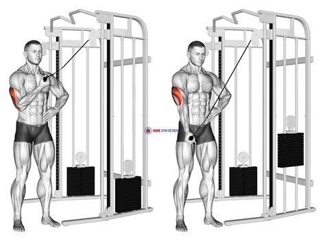 Cable One Arm Side Triceps Pushdown - Home Gym Review