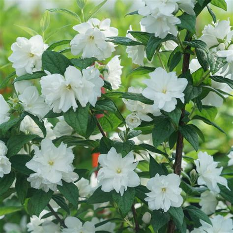 Illuminati Arch® - Mockorange - Philadelphus coronarius | Proven Winners