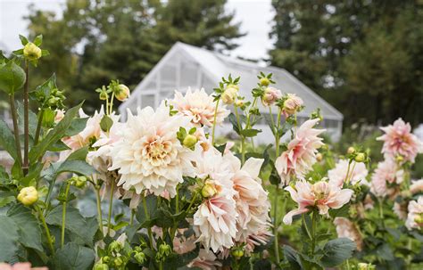 Dividing Dahlias: How to Divide and Store Tubers for the Cutting Garden