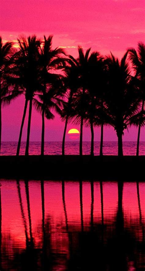 Pink Sunset With Palm Trees - The iPhone Wallpapers