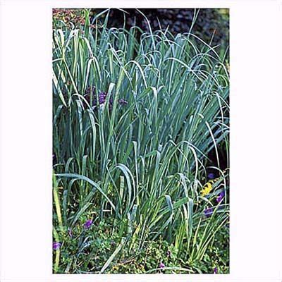 Drought-Resistant Ornamental Grasses | Ornamental grasses, Grasses ...