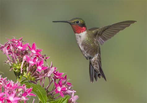 Ruby-throated Hummingbird, Archilochus colubris, male, hovering above ...