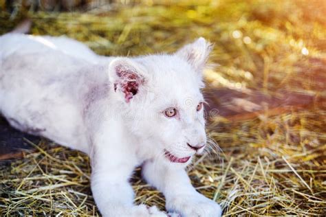 White lion cub stock image. Image of african, cute, carnivore - 156016057