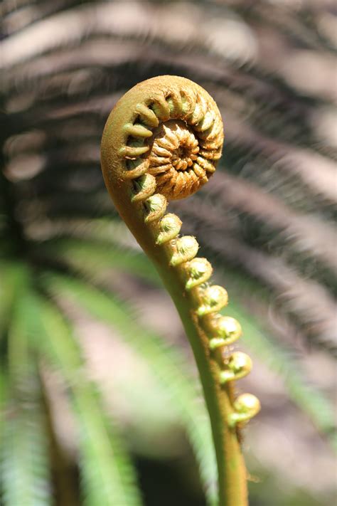 Pin on Native Plants of Hawaii