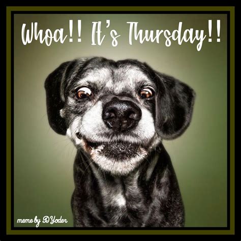 Whoa! It’s Thursday! Smiling dog with big eyes | Dogs with big eyes, Smiling dogs, Big eyes