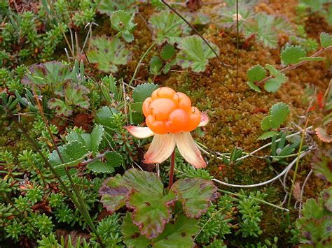 Cloudberry: Wiki facts for this cookery ingredient