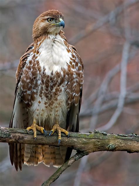 Red-tailed Hawk | Audubon Field Guide