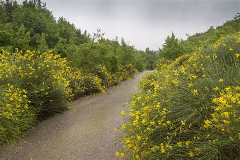 Cytisus Scoparius is an Ornamental Shrub Stock Photo - Image of baltic ...