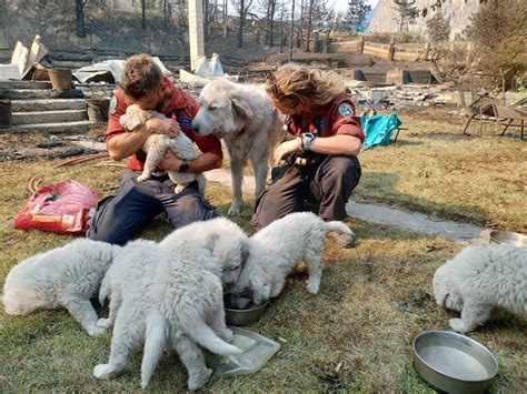 B.C. firefighters help comfort, feed animals left behind after ...