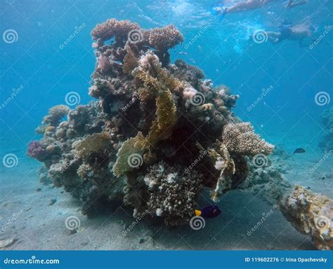 Coral Reef in the Red Sea Next To Eilat Stock Photo - Image of depth ...