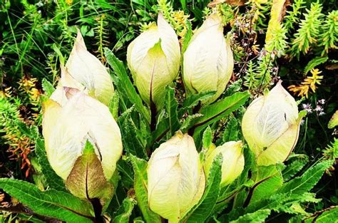 Brahma Kamal Plant: Flowering time, mythological stories & benefits