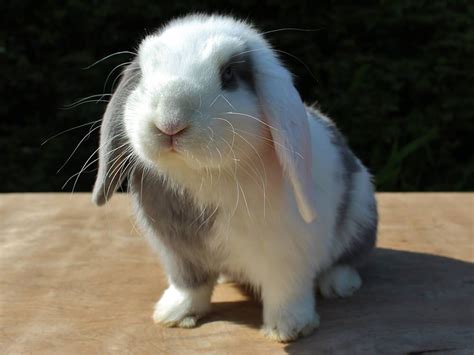 The Mini Lop Rabbit Breed Information | Cost, Facts | UK Pets