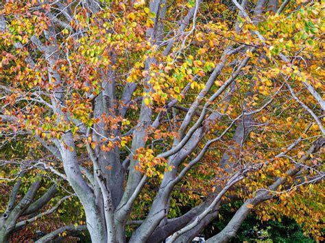 The American Beech Tree - Weston Nurseries