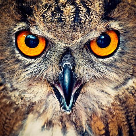 Eagle Owl Eyes by Allard Schager / 500px