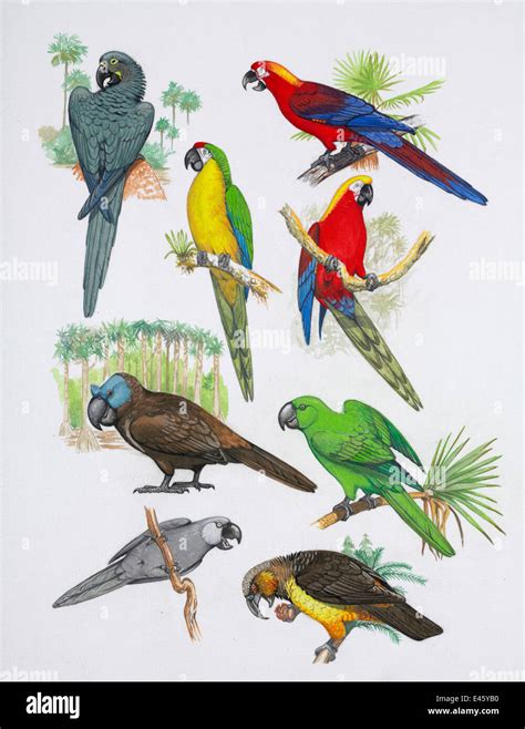 Illustration of extinct parrots. Clockwise from top right: Cuban red ...