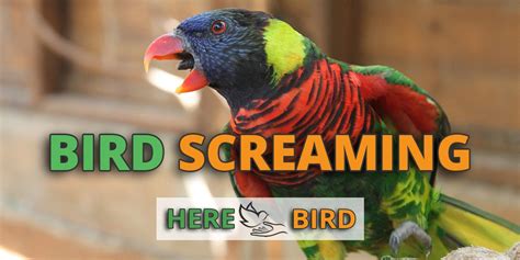 Parrot Screaming: How To Stop Birds From Driving You Insane