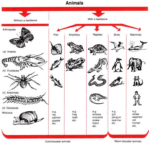 animal worksheet: NEW 546 ANIMAL CLASSIFICATION WORKSHEET VERTEBRATES