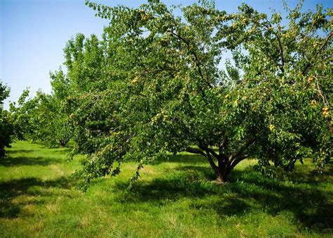 Apricot tree diseases 🍑 🦠 Recognizing signs and finding remedies