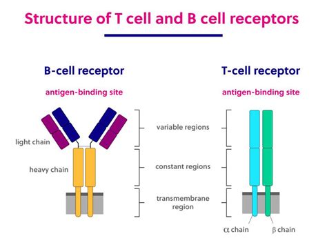 B cell and T cell structure and function | Immunology