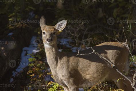 Deer in Winter 5188434 Stock Photo at Vecteezy