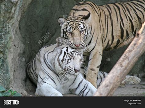 Bengal Tigers Image & Photo (Free Trial) | Bigstock