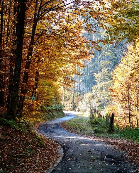 road, autumn trees, autumn, away, forest, trees, nature, leaves, yellow, red | Pxfuel