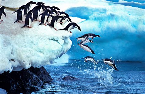 Penguins Jumping into the Ocean, Antarctica jigsaw puzzle in Animals puzzles on TheJigsawPuzzles.com