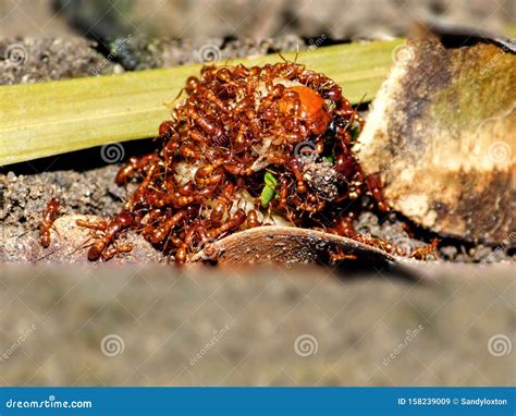 Red Driver Ants 3 stock image. Image of larvaes, dorylus - 158239009