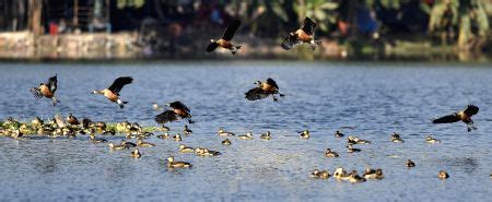 Migratory birds at Santragachi Jheel