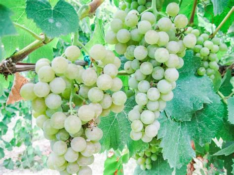 10 Best Spanish White Wines You Need to Try Now