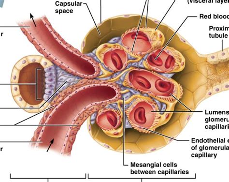 Glomerulus Diagram | Quizlet