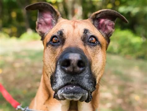 German Shepherd and Great Dane Mix - Meet the Breed