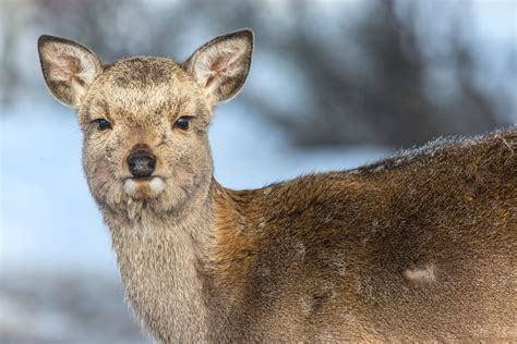 Japaneses sika deer - Jim Zuckerman photography & photo tours