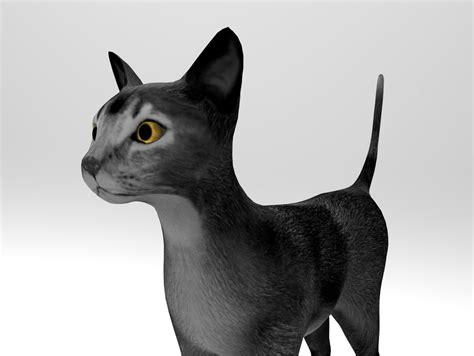 cat rigged 3d model