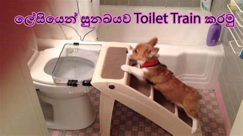 How To Toilet Train Your Dog Easily | කොහොමද ලේසියෙන් සුනඛයෙක්ව Toilet Train කරන්නෙ - YouTube