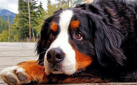 Bernese Mountain Dog | The Bernese Mountain Dog is a large d… | Flickr